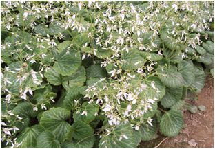 바위취(범의귀과)